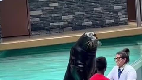 Sea Lion Show California - Do you know how Tall it can grow