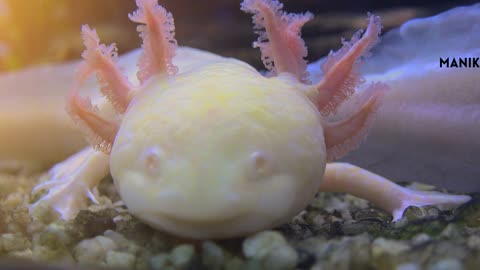 tHE AxOlOtLe