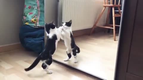 Funny cat mirror #video rumble video