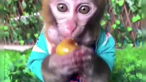 Cute Monkey! Watch Till The End