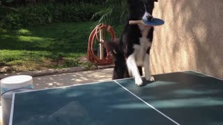 Ping pong dog is competitive