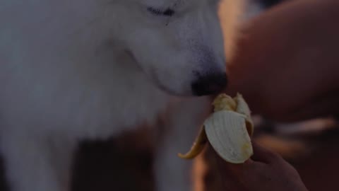 Cute white dog eating a banana #shorts