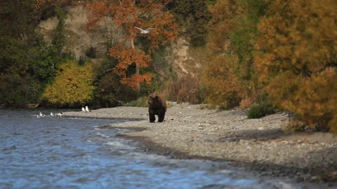 Bear in nature