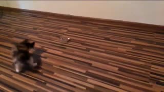 Adorable little kitty plays with a bulb