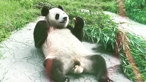 Panda shows what the good life is all about