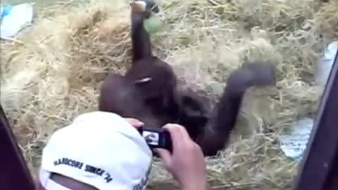 Orang utan preparing to go to bed