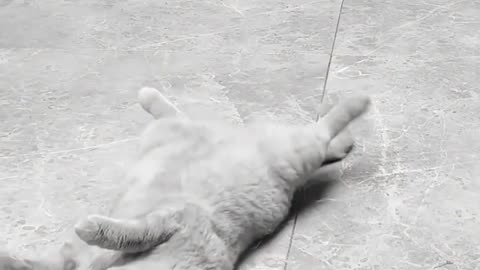 Funny cat video