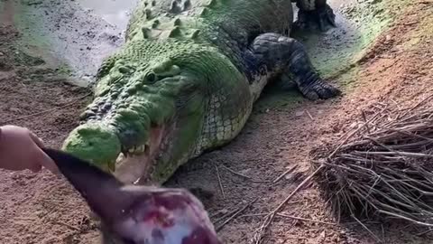 Giant crocodile loses a tooth