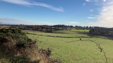 Aberdeen win gold Britain in bloom sheep grazing Kingswells Nov 2023