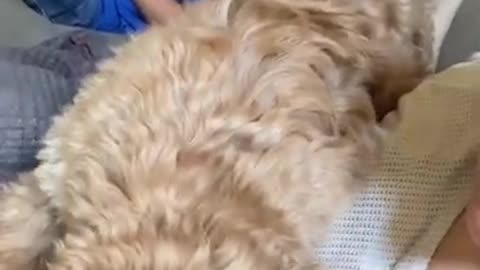 Jealous pup has pushed his brother out of mom's lap to get all the attention!