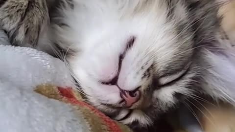 The sleeping kitten