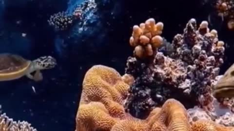 Let's take a look at the colorful underwater world