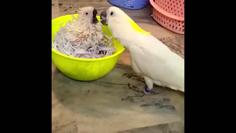 The white parrot "Cockatoo" feeds its little chicks..how beautiful it is!!