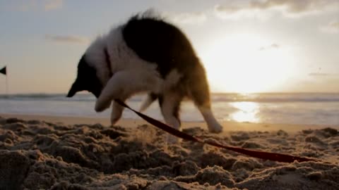 Cute Puppy Dog Playing