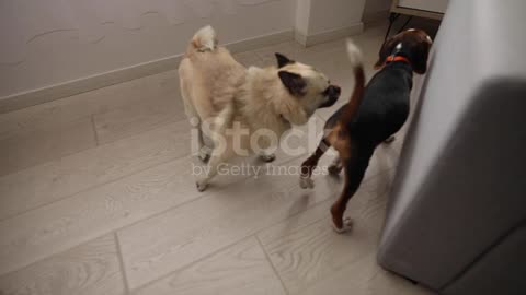 dog play at home fany video