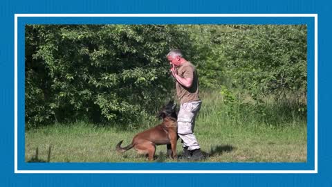 How to Train a Dog! Basic Dog Training – TOP 10 Essential Commands Every Dog Should Know!