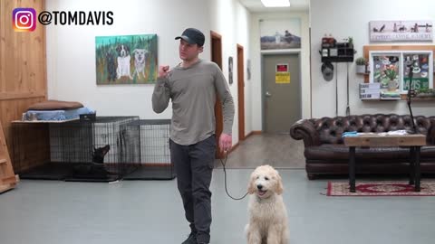 Teach ANY dog to walk perfect on the leash | 5 MINUTE DOG TRAINING RESULTS!