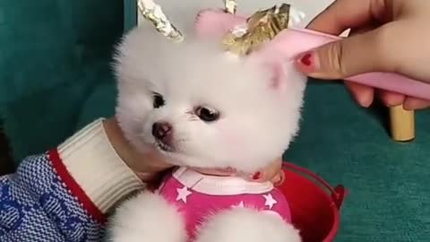 Cute puppy video 🐕🐶