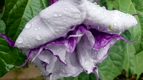 Close-up Video of a Wet Flower