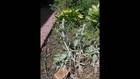 Sedative Effects Lambs Ear June 2021