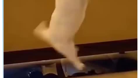 Cat catching the ball wow