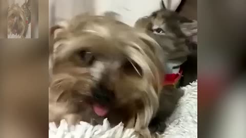 Daily life of cats and dogs