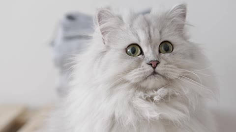 Meowing Persian Cat | Cat Lovers viral hub