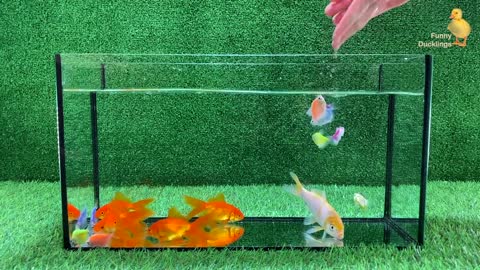 Baby Duck Duckling, Goldfish, Koi Carp Fish