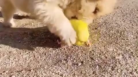 Puppy and Parrot an Unlikely Friendship