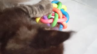 My mainecoon playing