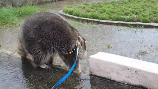 Raccoon runs away in amazement when he first sees an umbrella on a rainy day.