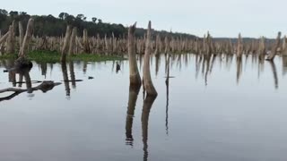 The Drowned Cypress Forest