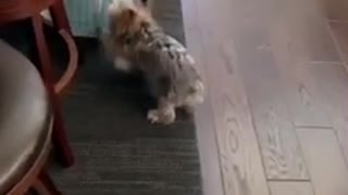 Dog vs Door