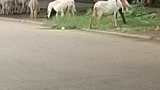 Shepherd and sheep on the street in Abuja