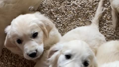 Golden Retriever puppies farm