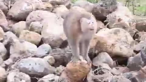 monkey electrocuted