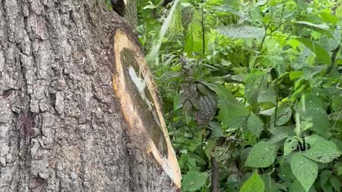 Water Shoots From Tree After branch Removal