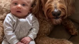 Talking Dog Tells Baby Boy That He Loves Him Very Much