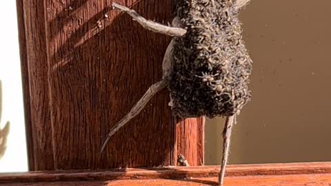 Wolf Spider Covered in Her Babies