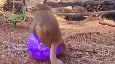 Monkey's Reaction when given a Balloon | Funny Monkey Playing with Balloon