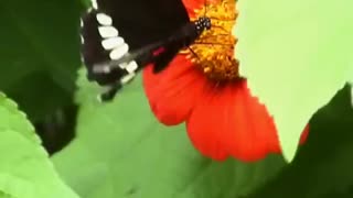 Flower and baterfly together