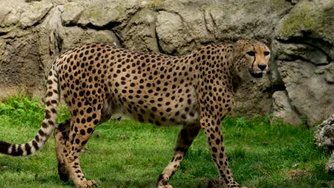 General characteristics of leopards