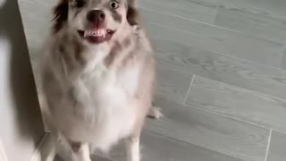 Clever Dog Tries To Hide Guilt With Hysterical Smile