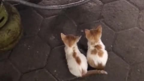 Two baby cats😍😍