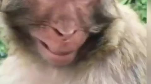 Funny monkey🐒 smile😁