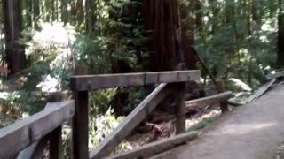 Redwood Forest