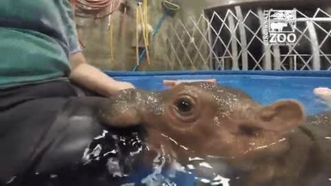 Let me taste you , Babby hippo