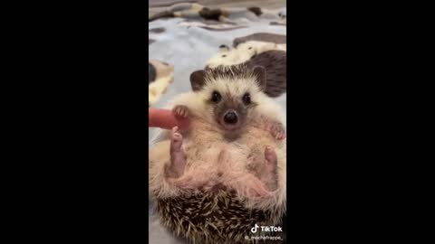 Videos of ANIMALS that went viral on Tik Tok