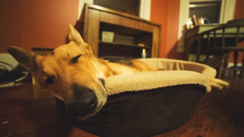 Chien Se Détendre Sur Son Lit