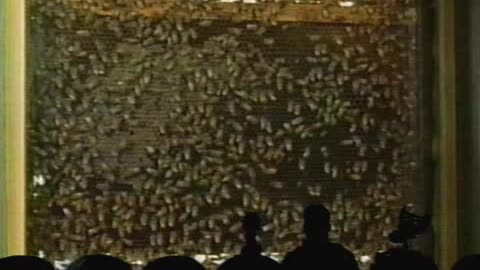 MST3K - 0905 - The Deadly Bees